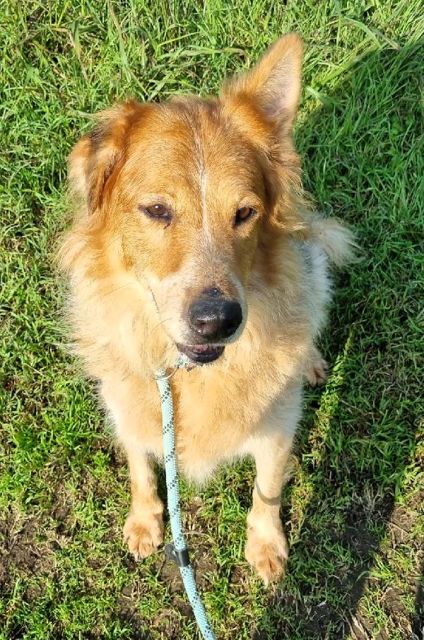 LANA BELLISSIMA PASTORE TEDESCO Foto 4